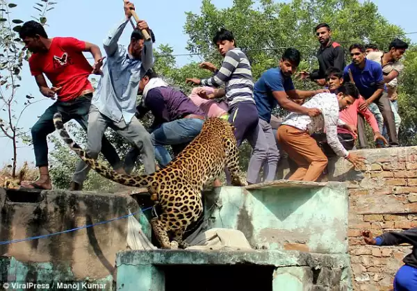 Angry Mob Kills Rampaging Leopard After Mauling 9 People To Death. Graphic Photos